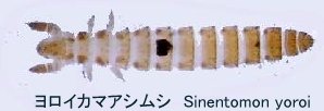 Представитель Семейства Sinentomidae